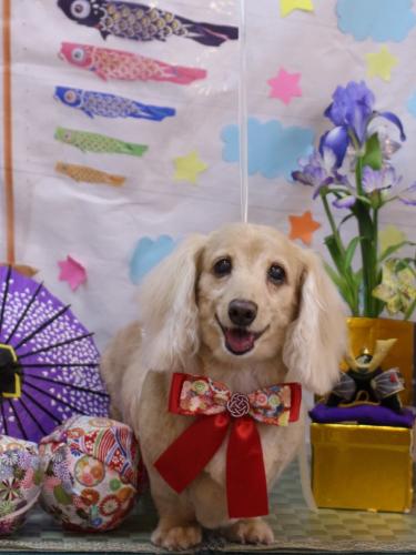 20240525グラちゃん